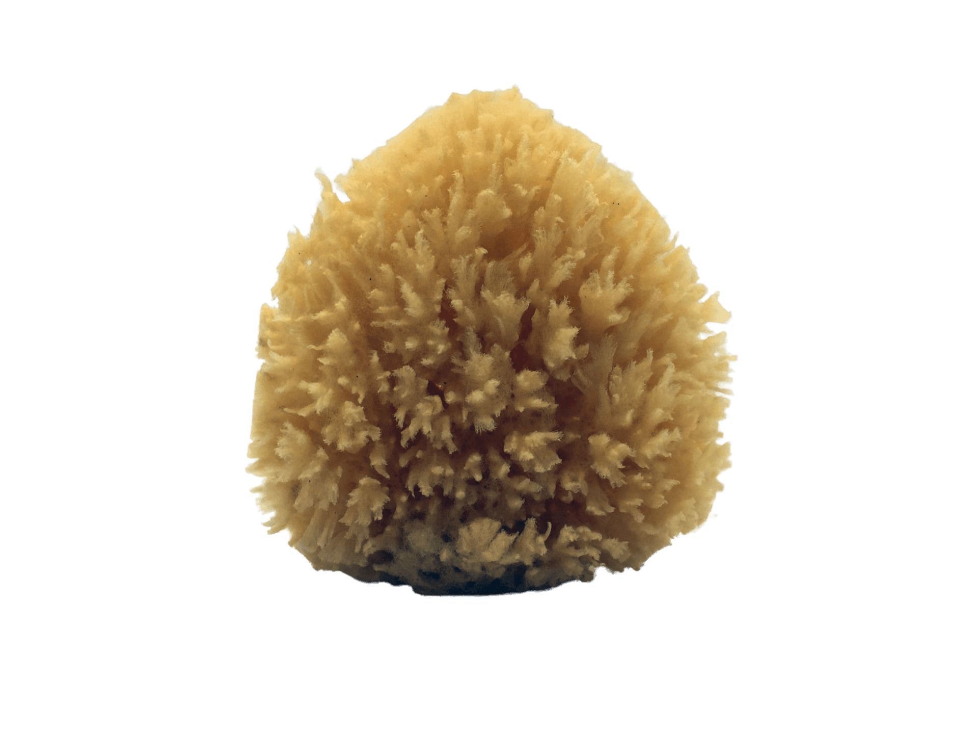 All-Natural Dead Sea Sponge